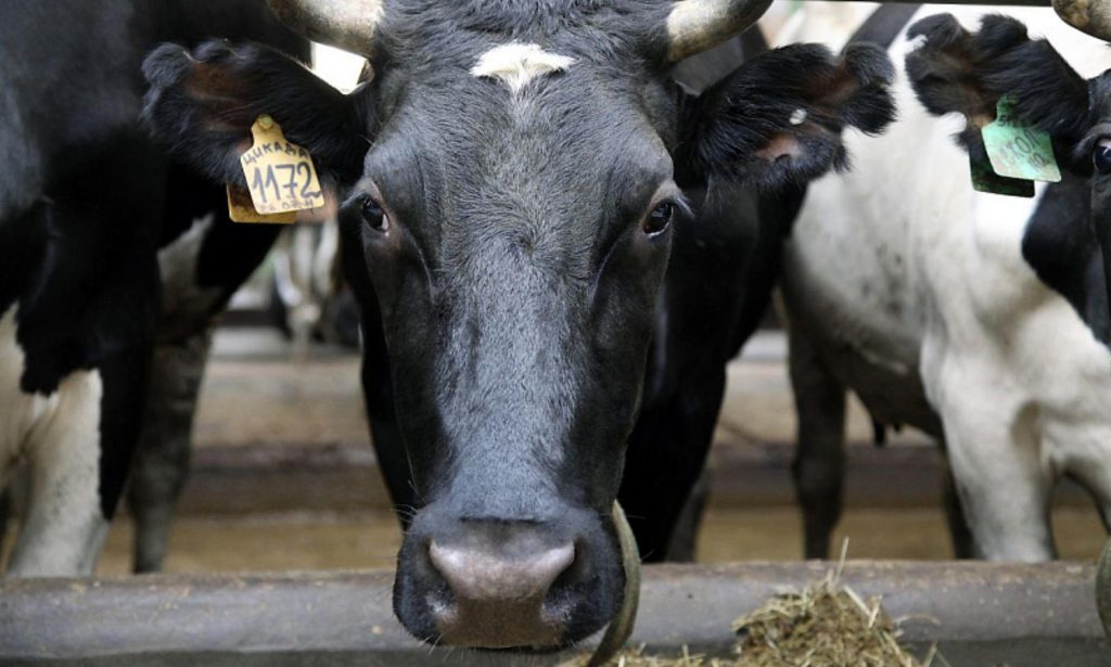 Фото пресс-службы правительства Архангельской области